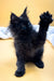 Cute Black fluffy Maine Coon kitten with one paw raised in playful pose