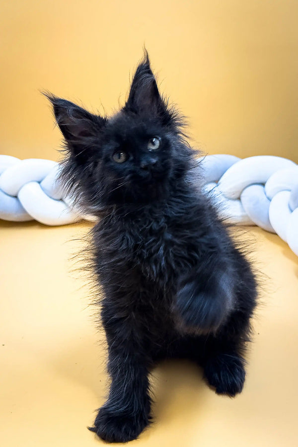 Fluffy black Maine Coon kitten with pointed ears and bright eyes, perfect companion