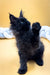 Black fluffy Maine Coon kitten with one paw raised, looking super adorable