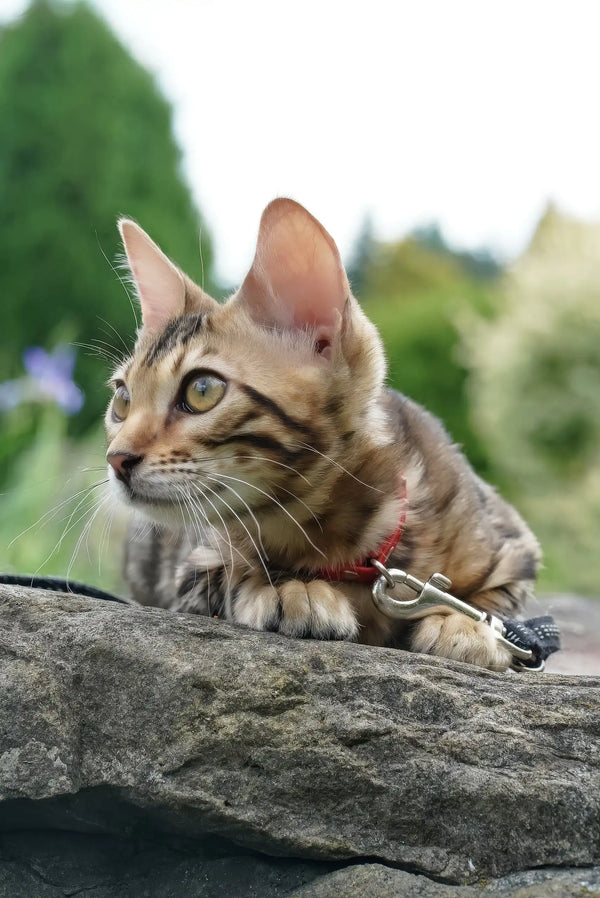 Elizabeth | bengal kitten