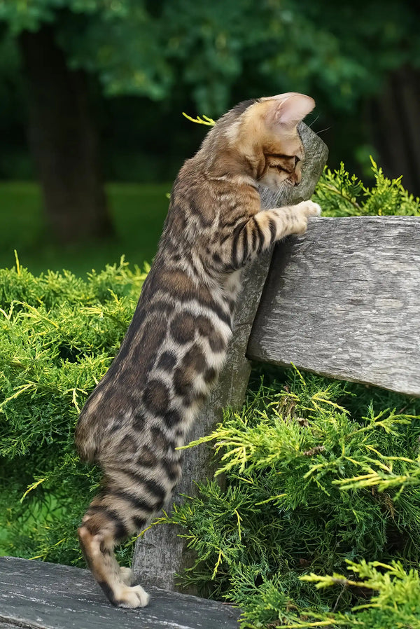 Elizabeth | bengal kitten