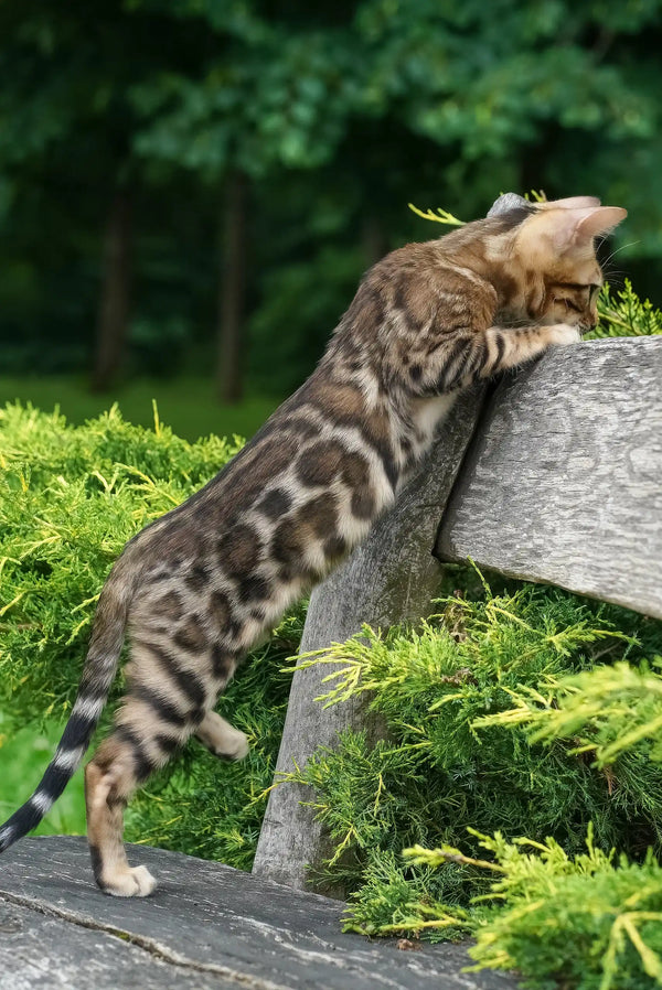 Elizabeth | bengal kitten