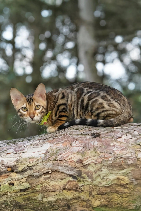 Elizabeth | bengal kitten