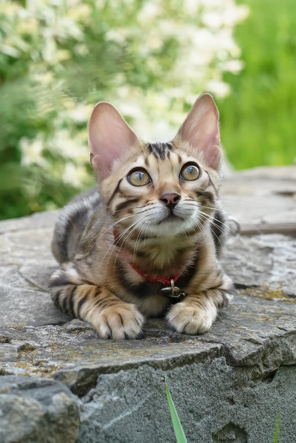 Elizabeth | bengal kitten