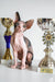 Hairless Canadian Sphynx kitten named Elizabeth with shiny trophies in background