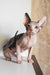 Adorable Hairless Sphynx Kitten named Elizabeth, perfect for cuddles and love