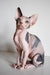 Hairless Sphynx kitten with gray markings from Elizabeth | Canadian Sphynx Kitten