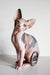 Adorable Hairless Sphynx Cat in Elizabeth Canadian Sphynx Kitten product display