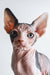 Cute Hairless Sphynx kitten named Elizabeth showing off big ears and playful vibes