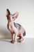 Adorable Hairless Sphynx Cat from Elizabeth Canadian Sphynx Kitten collection