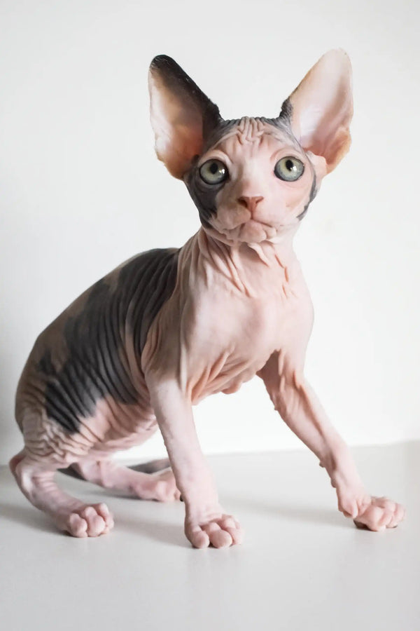 Cute Hairless Sphynx cat named Elizabeth, the perfect Canadian Sphynx kitten