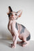 Adorable Hairless Sphynx cat from Elizabeth Canadian Sphynx Kitten collection