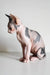 Cute Hairless Sphynx cat named Elizabeth from Canadian Sphynx Kitten product