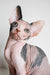 Hairless Canadian Sphynx kitten Elizabeth with big ears looking cute and playful