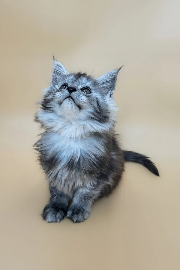 Ella | maine coon kitten