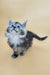 Ella | maine coon kitten