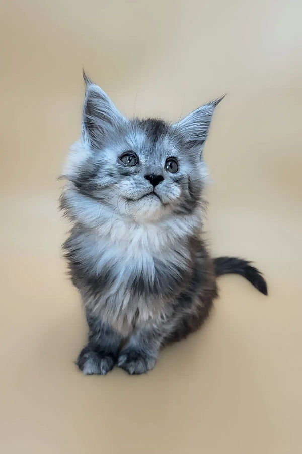 Ella | maine coon kitten