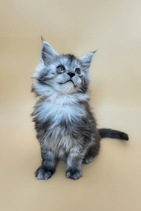 Ella | maine coon kitten
