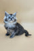 Ella | maine coon kitten