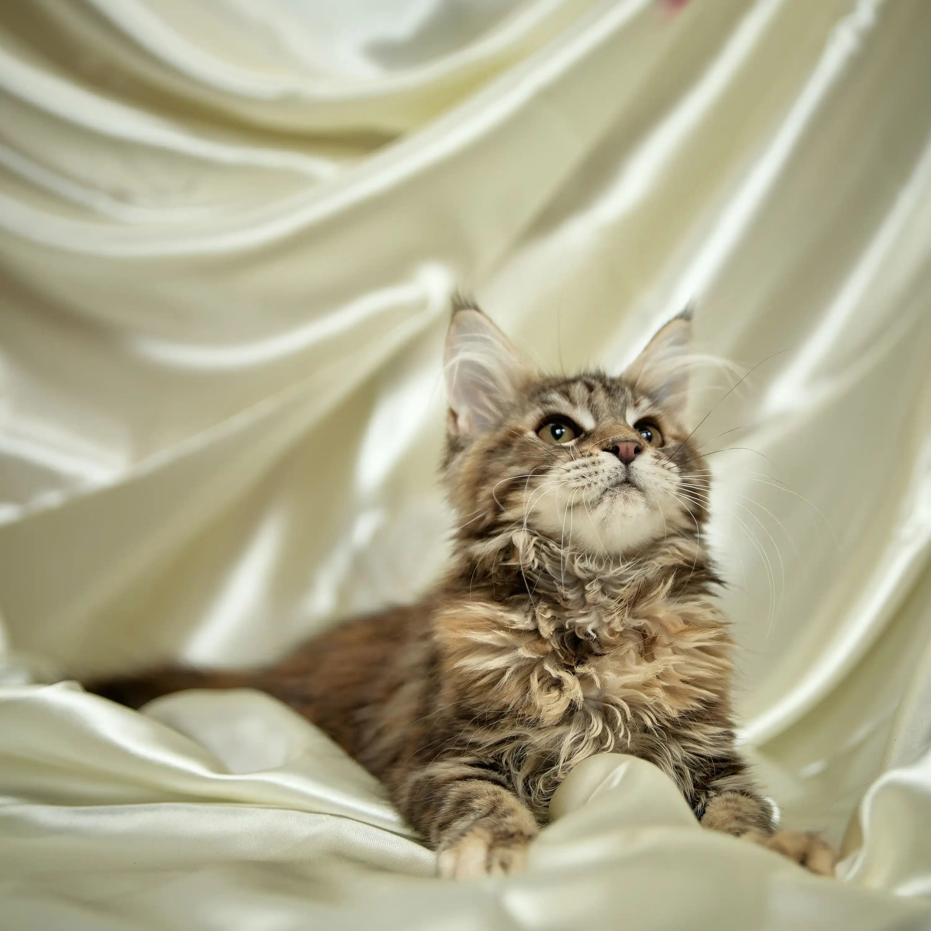 Maine Coon Kittens for Sale Ellada | Kitten