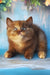 Elli | british shorthair kitten