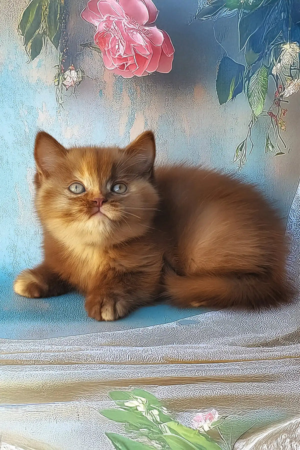 Elli | british shorthair kitten