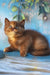 Elli | british shorthair kitten