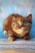 Elli | british shorthair kitten