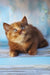 Elli | british shorthair kitten