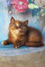 Elli | british shorthair kitten