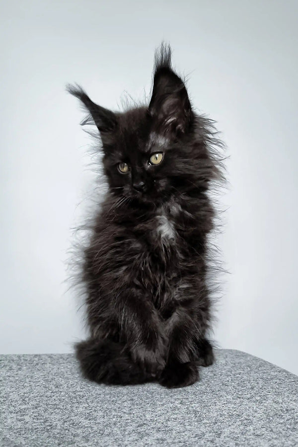 Fluffy black Maine Coon kitten named Elli ready for a new home