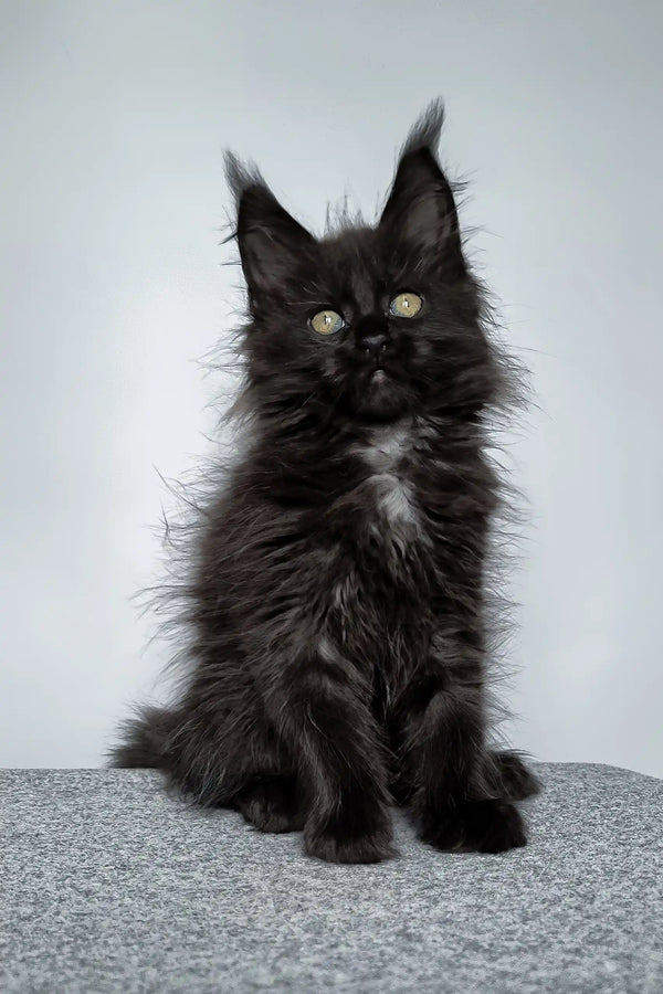 Fluffy black Maine Coon kitten named Elli, perfect for pet lovers and families