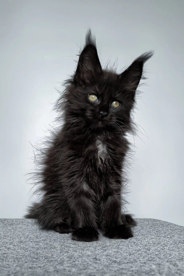 Fluffy black Maine Coon kitten named Elli, perfect for your next furry friend