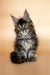 Fluffy Maine Coon kitten named Elli with ear tufts and a bushy tail