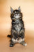 Fluffy Maine Coon kitten sitting upright with ear tufts and long whiskers