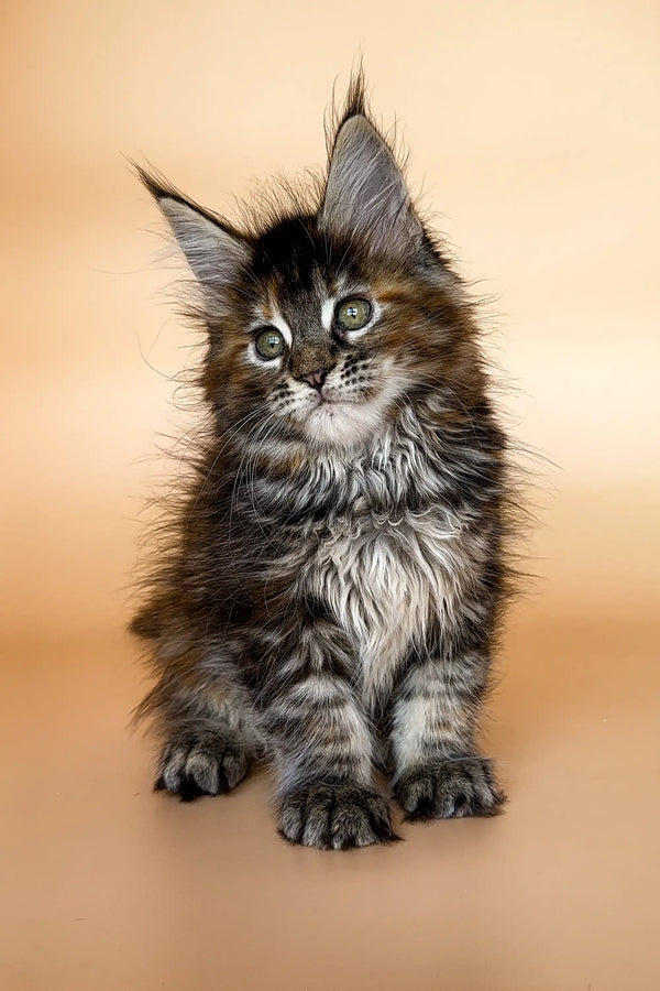 Fluffy Maine Coon kitten with green eyes and tufted ears, perfect for any feline lover