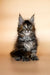 Adorable Maine Coon kitten with fluffy fur and cute ear tufts in Elli product