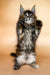 Cute Maine Coon kitten standing upright with paws raised in playful pose