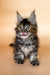 Fluffy Maine Coon kitten with pointed ears and a cute pink tongue in Elli product