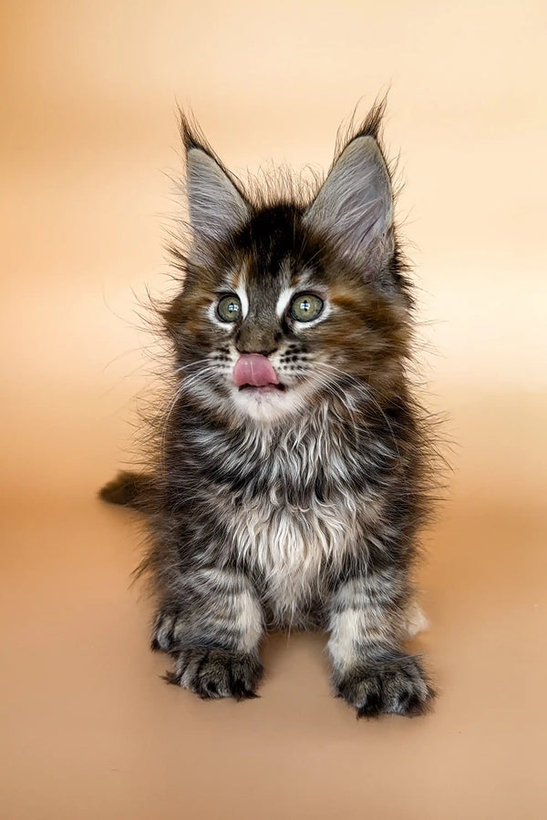 Fluffy Maine Coon kitten with pointed ears and a cute pink tongue in Elli product