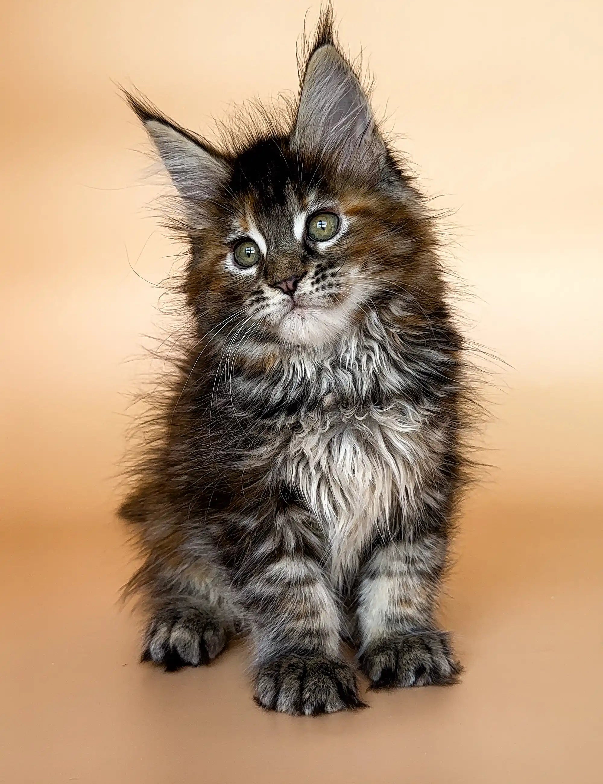Maine Coon Kittens for Sale Elli | Kitten