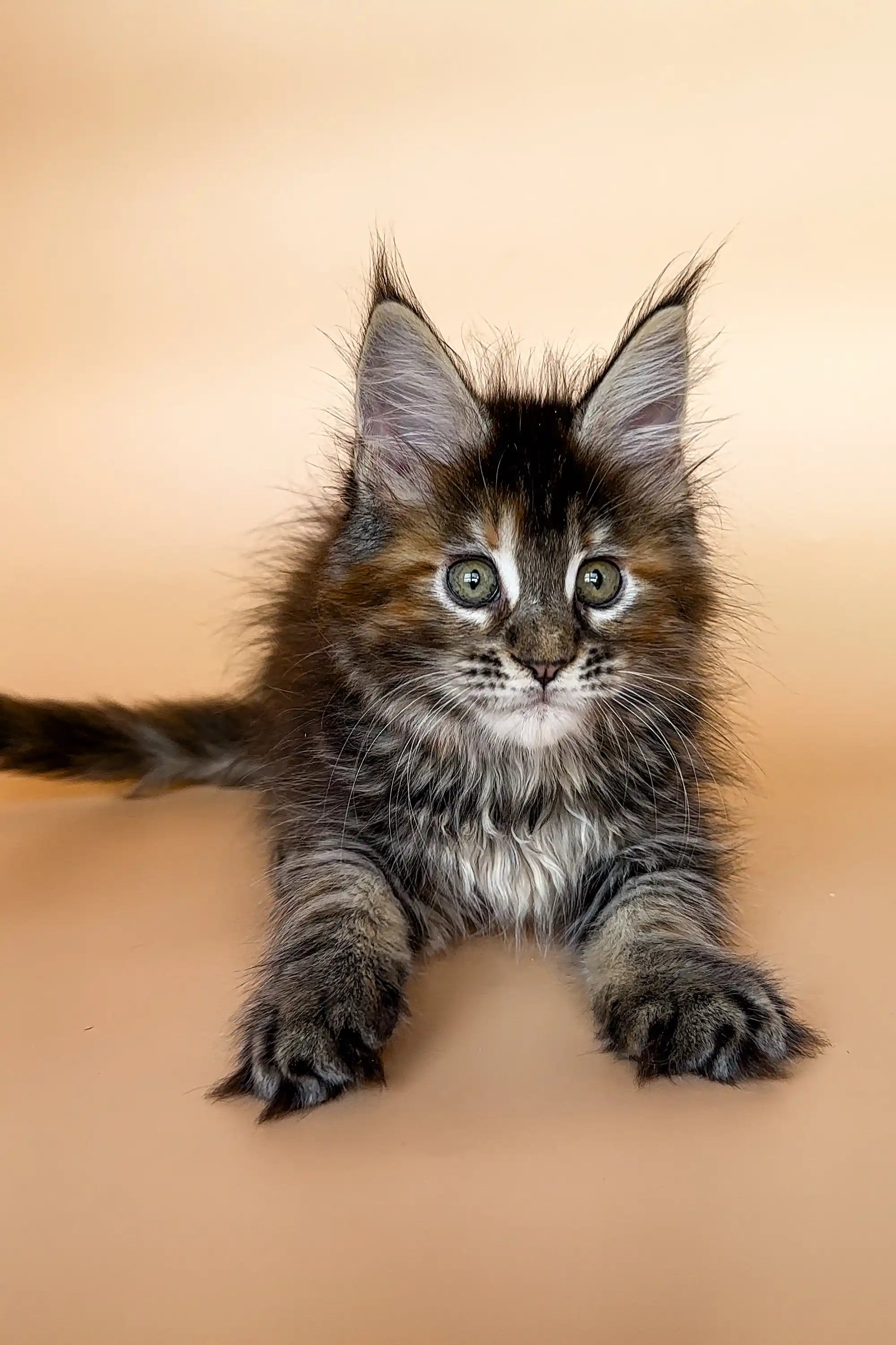 Maine Coon Kittens for Sale Elli | Kitten