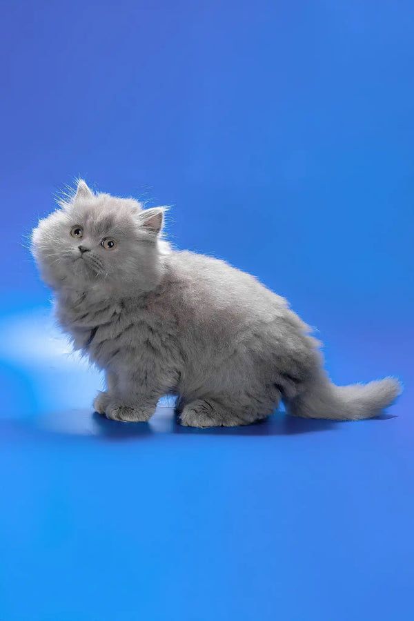 Ellie | british longhair kitten