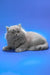 Ellie | british longhair kitten