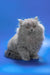 Ellie | british longhair kitten