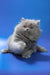 Ellie | british longhair kitten