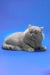 Ellie | british longhair kitten