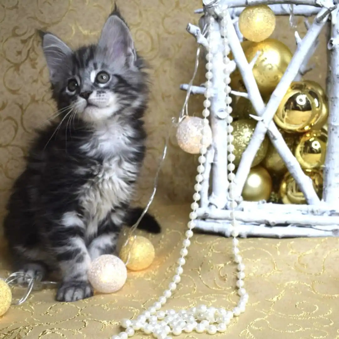 Maine Coon Kittens for Sale Ellis | Kitten