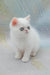 Elton | exotic shorthair kitten