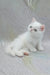 Elton | exotic shorthair kitten